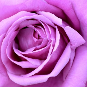 Vrtnice v spletni trgovini - Vrtnica čajevka - vijolična - Rosa Eminence - Vrtnica intenzivnega vonja - Jean-Marie Gaujard - Prava vijolična barva.Kdor ima rad vijolično barvo mora kupiti to vrnico.